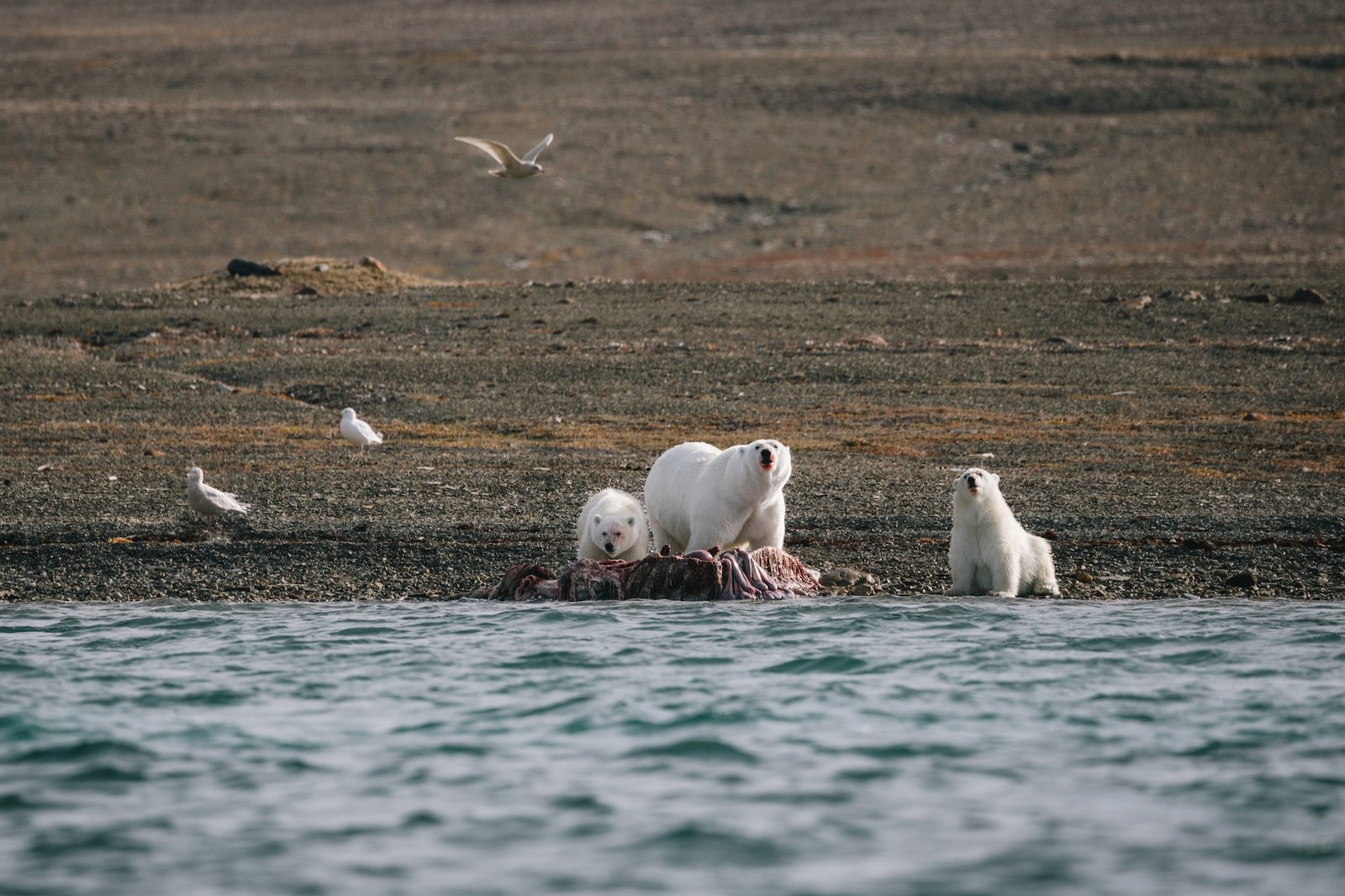 You are currently viewing Is this place for real? Where polar bears hunt beluga whales in Arctic Canada